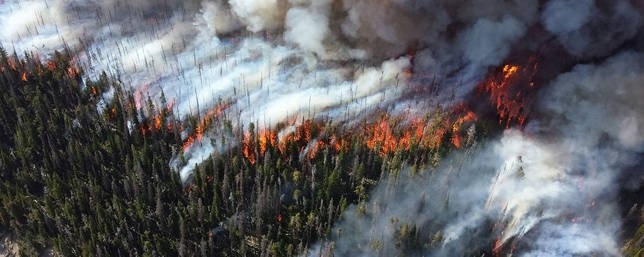 категории пожарной опасности лесных ожогов
